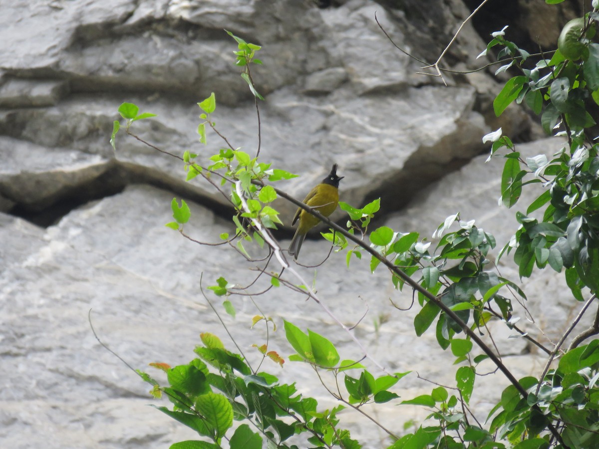 Black-crested Bulbul - ML646952095