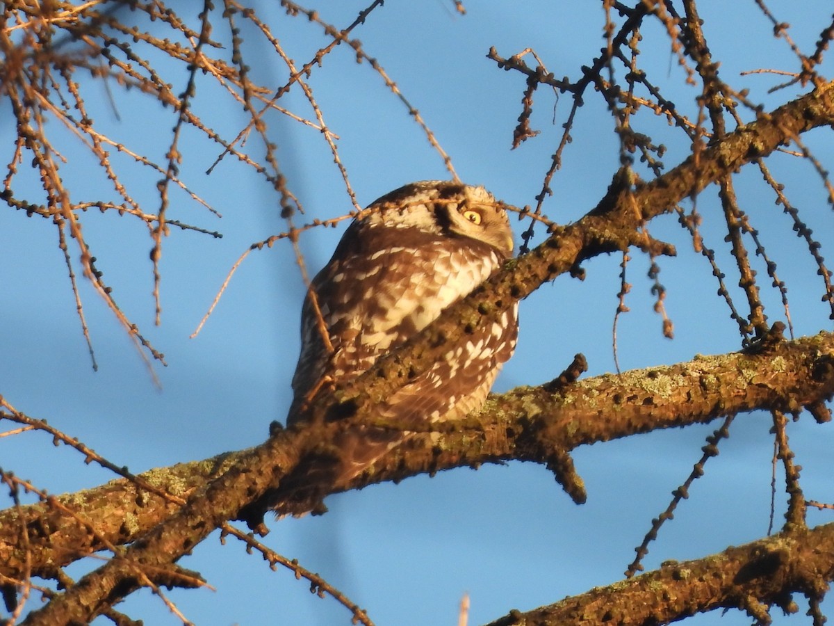 Сова яструбина - ML646952096