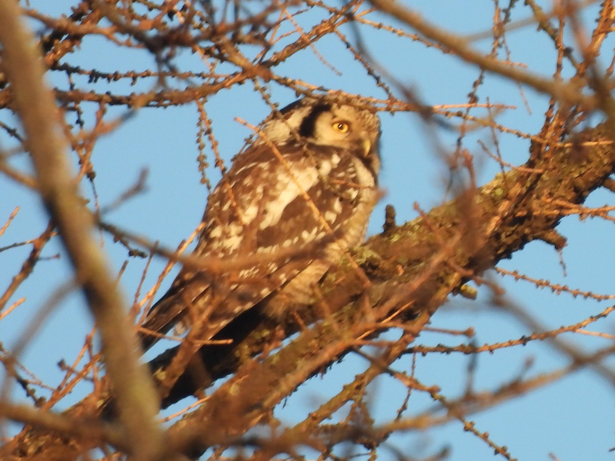 Сова яструбина - ML646952097