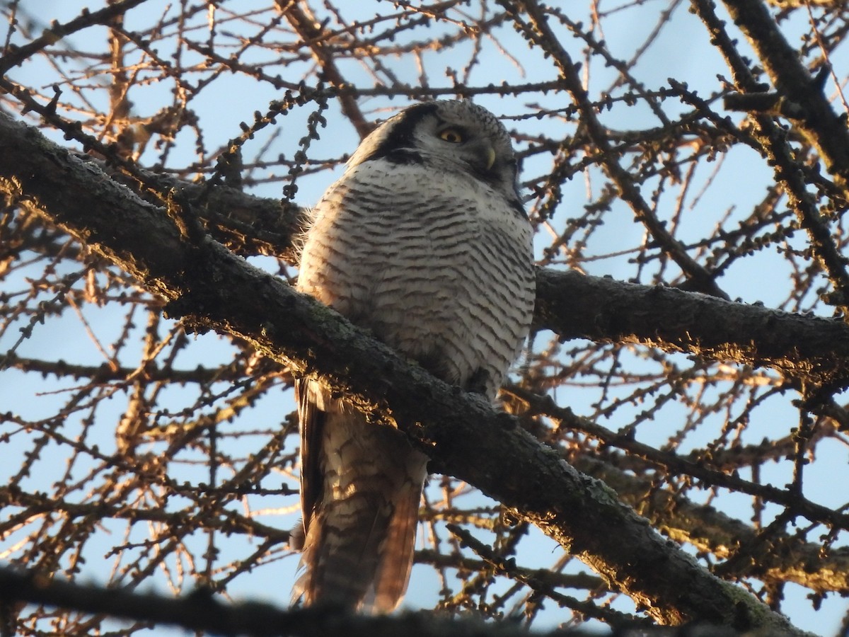 Сова яструбина - ML646952098