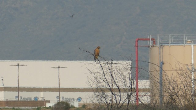 Red-shouldered Hawk - ML646952099