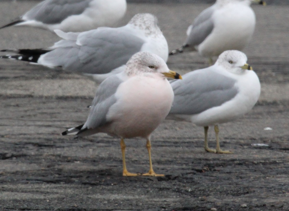 Ring-billed Gull - ML646952100