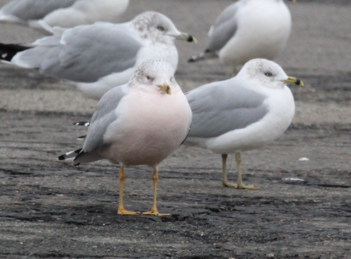 Ring-billed Gull - ML646952101