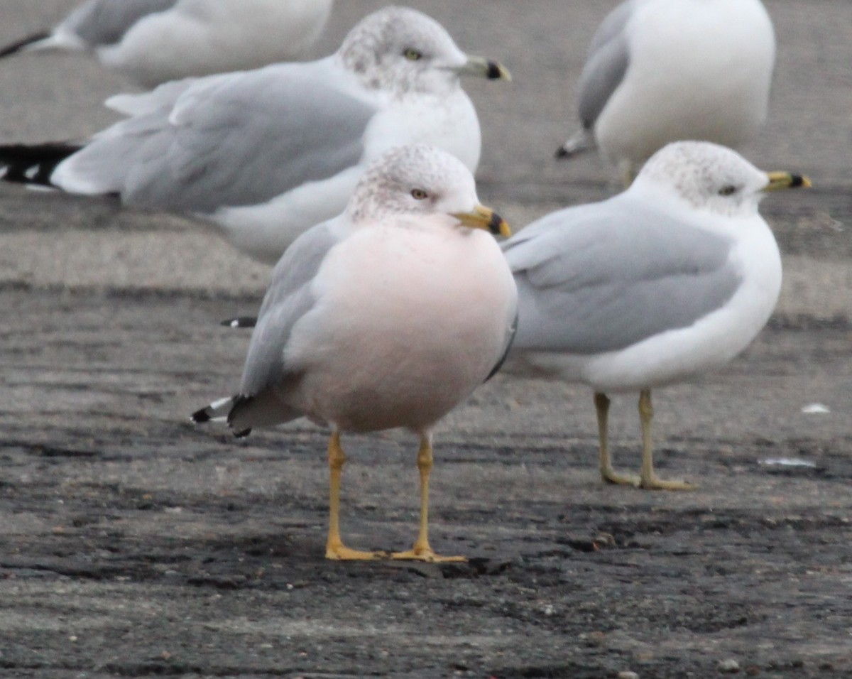 Ring-billed Gull - ML646952102