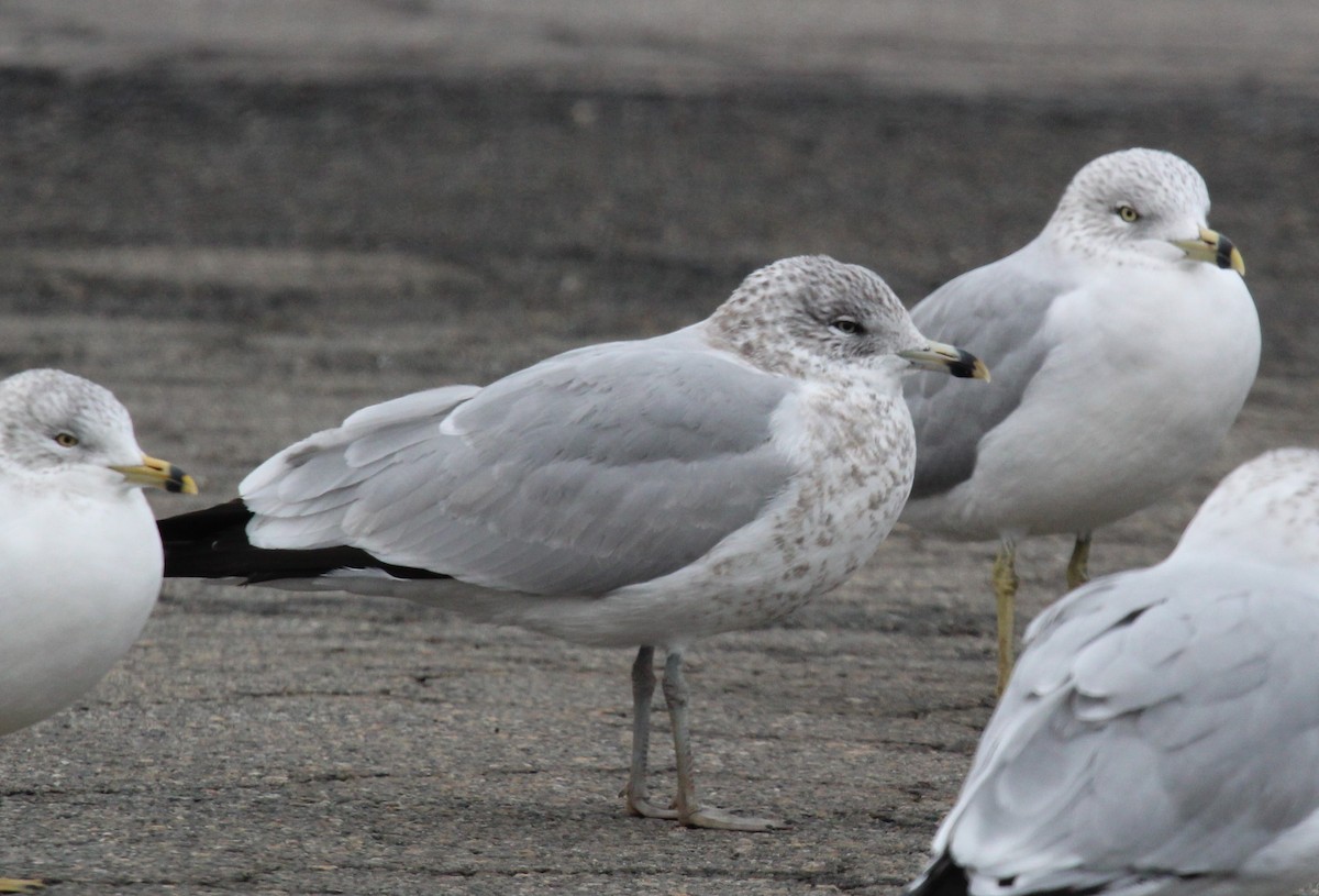 Ring-billed Gull - ML646952103