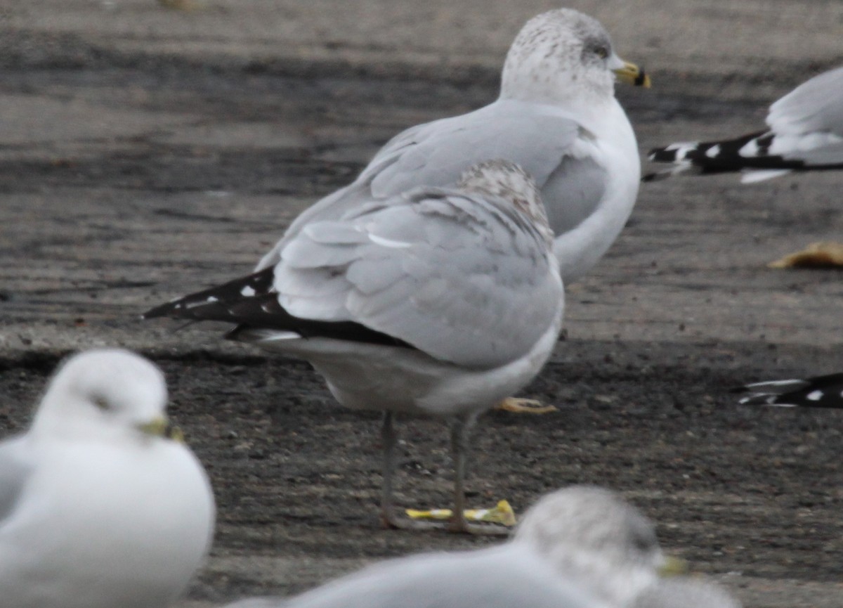 Ring-billed Gull - ML646952104