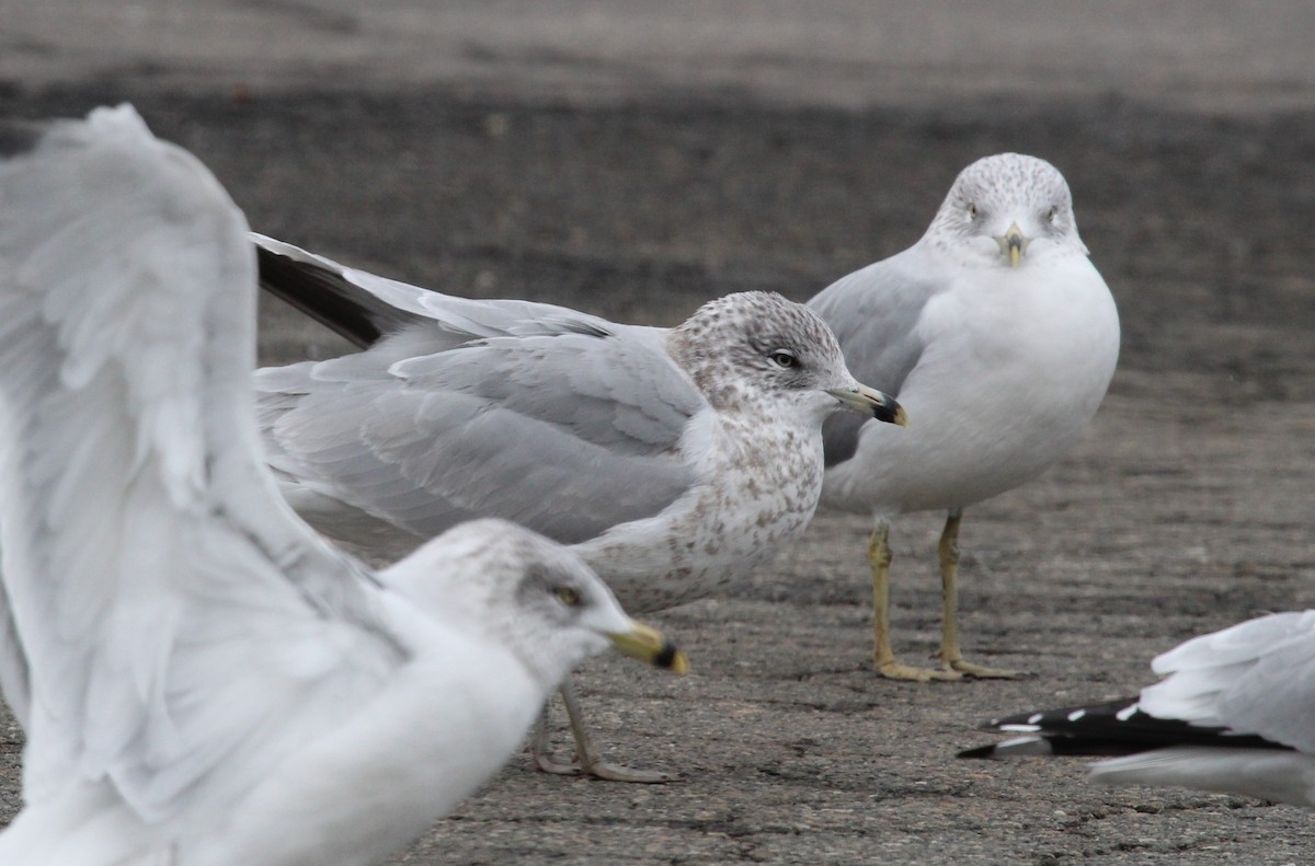 Ring-billed Gull - ML646952105