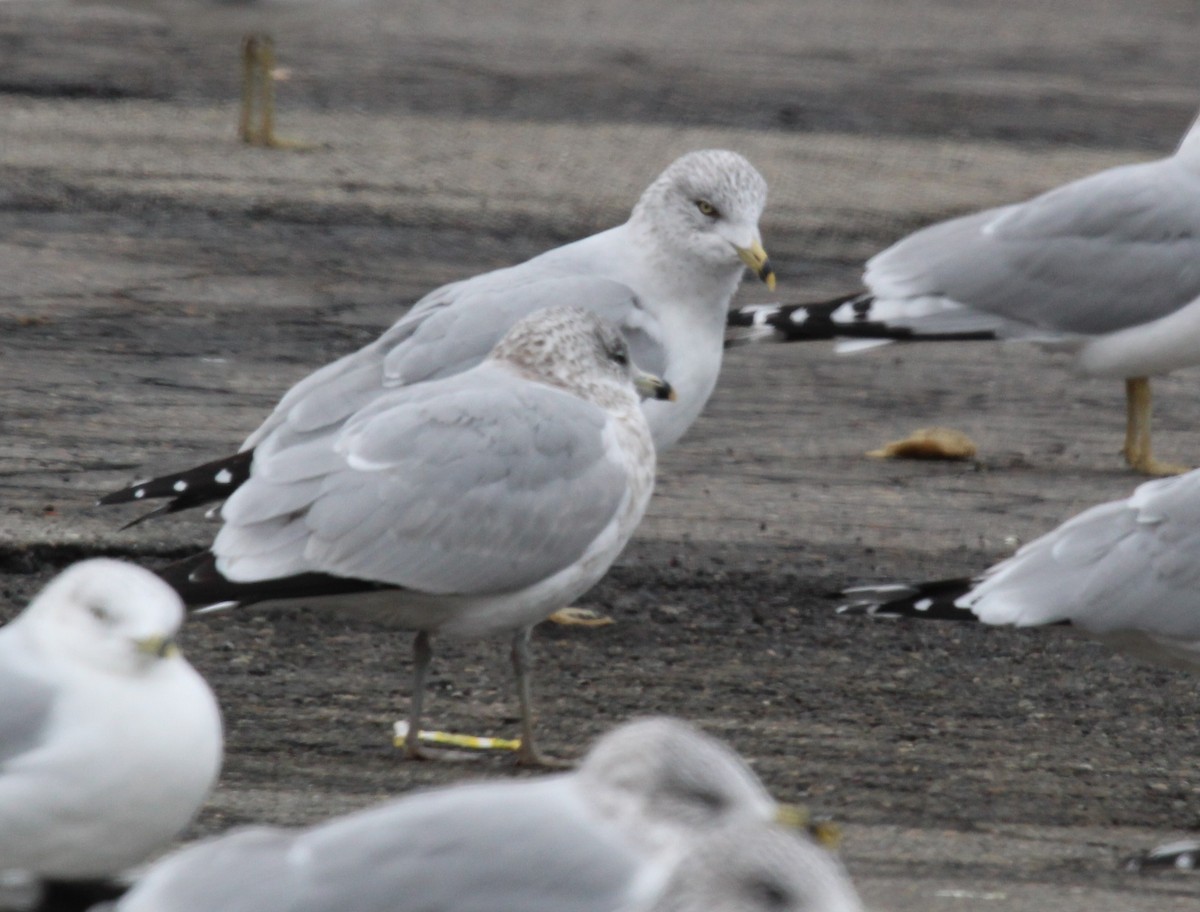 Ring-billed Gull - ML646952106