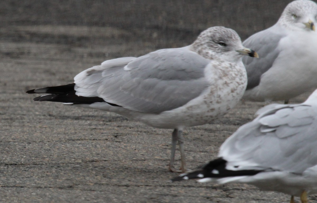 Ring-billed Gull - ML646952107