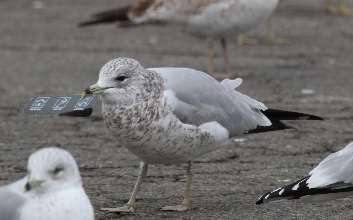 Ring-billed Gull - ML646952108