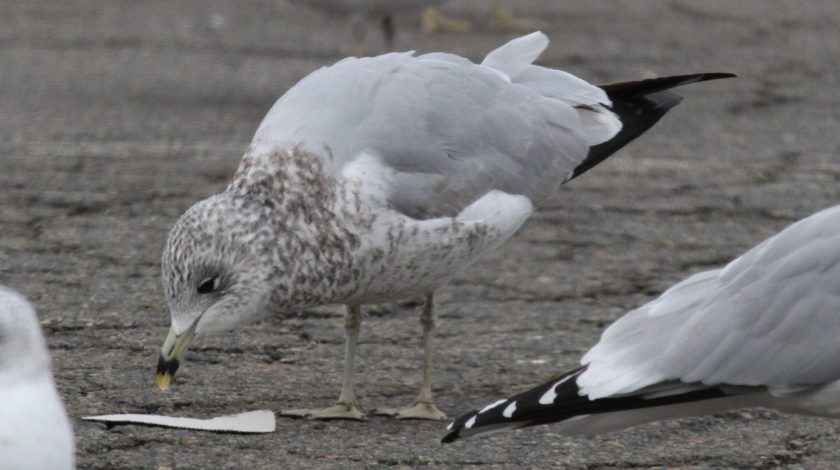 Ring-billed Gull - ML646952109