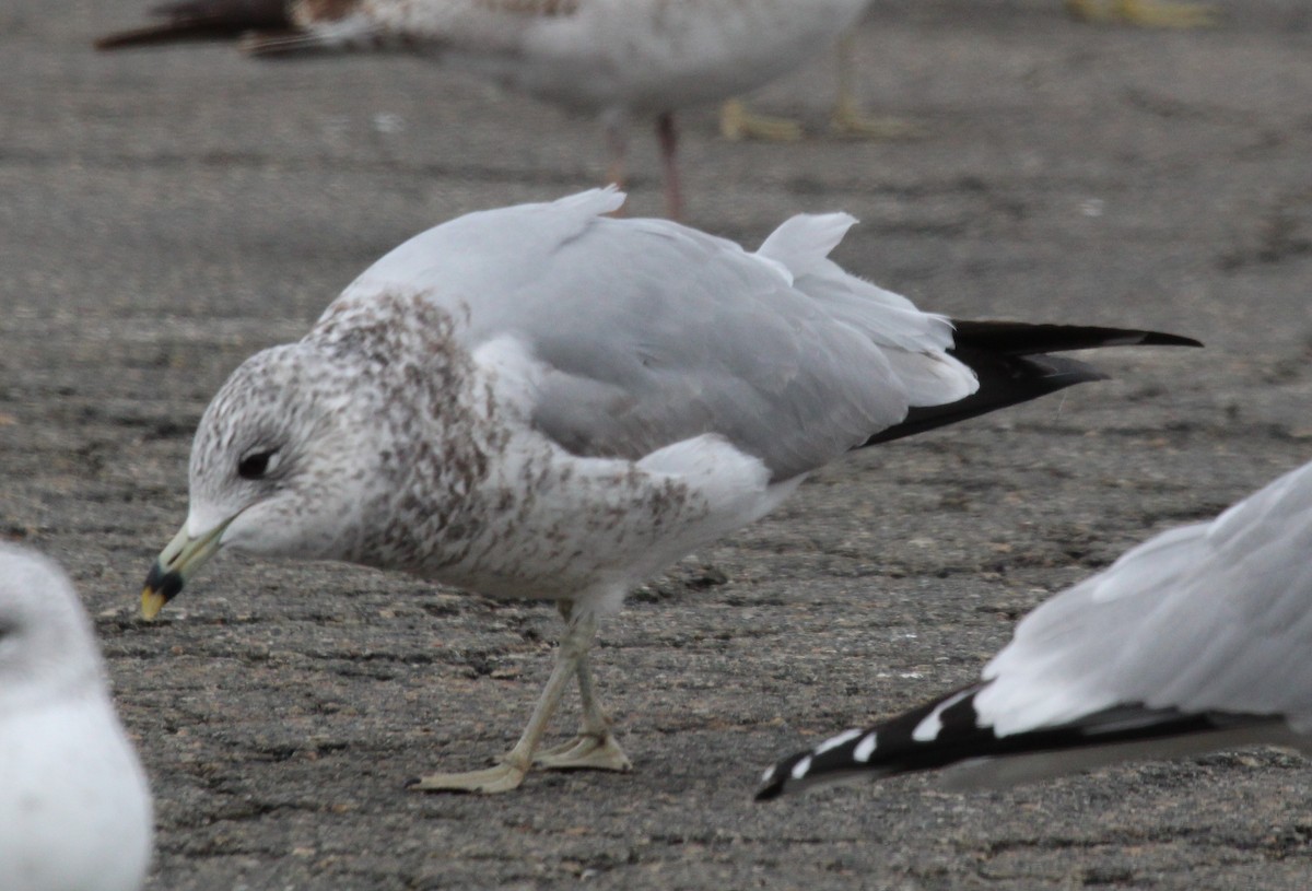 Ring-billed Gull - ML646952110