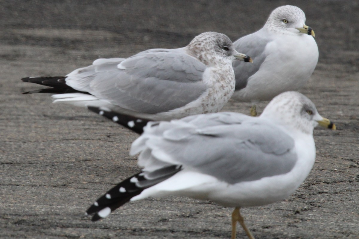 Ring-billed Gull - ML646952111