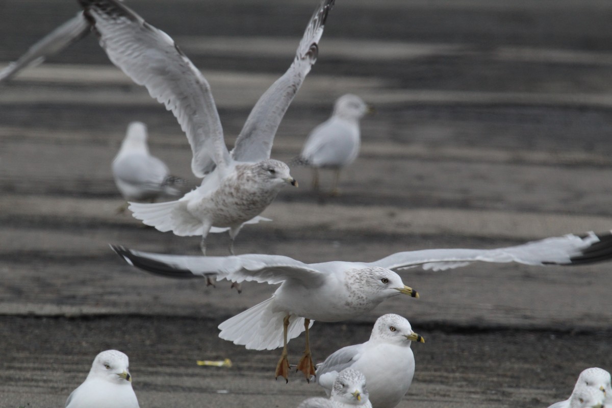 Ring-billed Gull - ML646952112