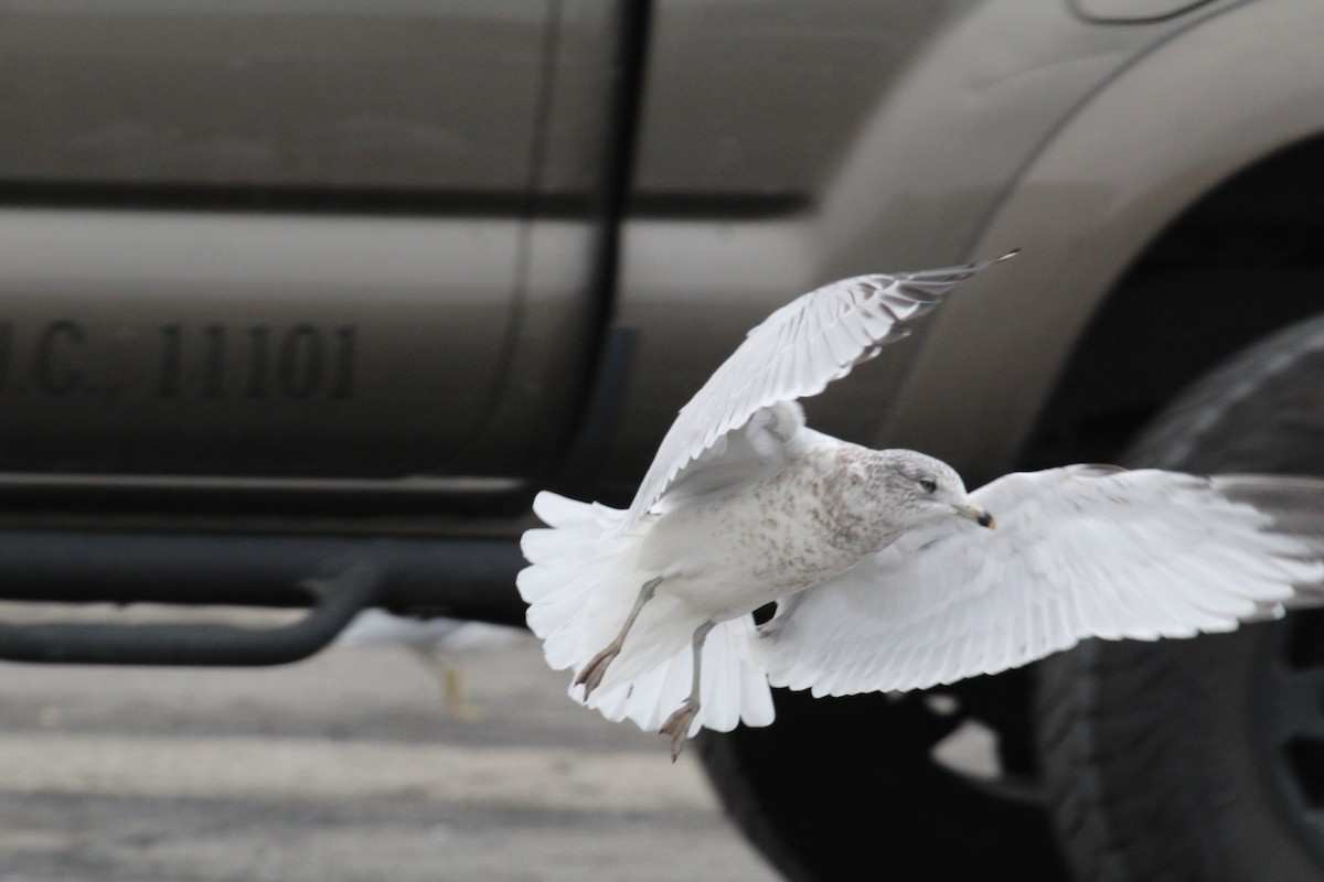 Ring-billed Gull - ML646952113