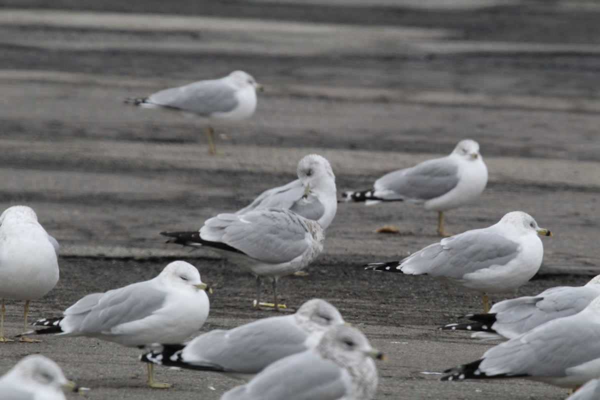 Ring-billed Gull - ML646952114