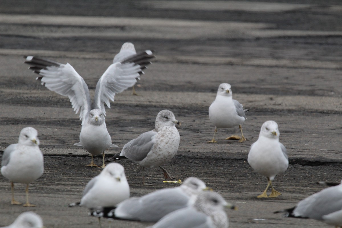 Ring-billed Gull - ML646952115
