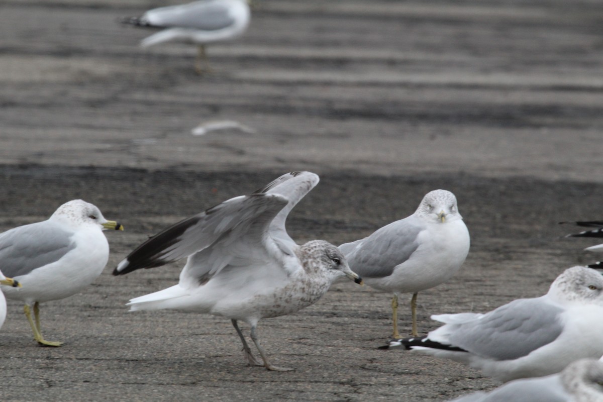 Ring-billed Gull - ML646952116