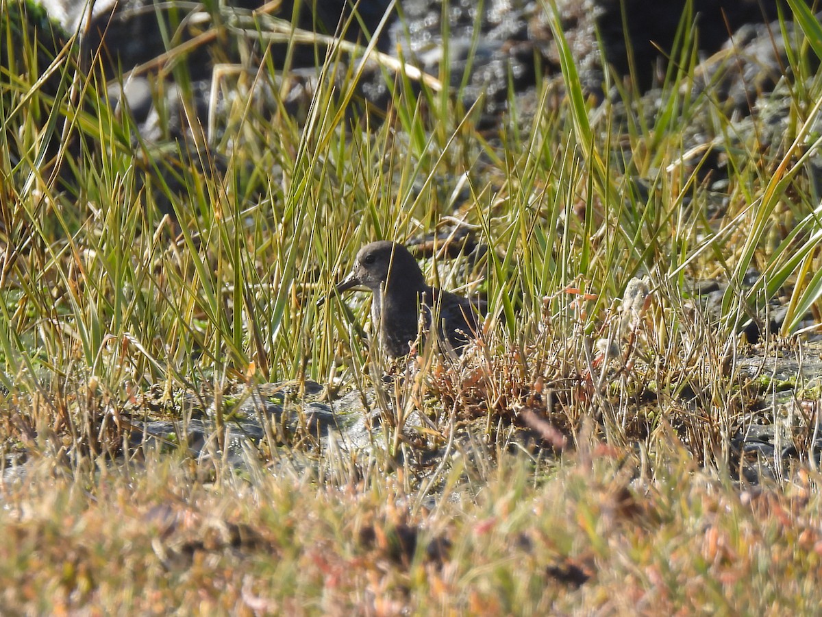 Rock Sandpiper - ML646952125