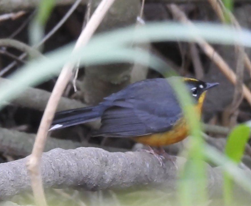 Fan-tailed Warbler - ML646952126