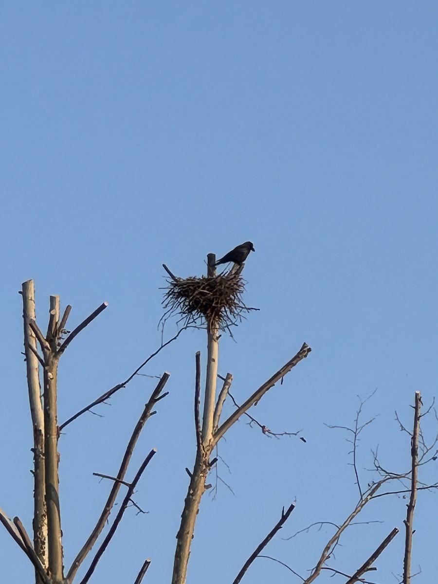 Cuervo Picudo (grupo macrorhynchos) - ML646952128