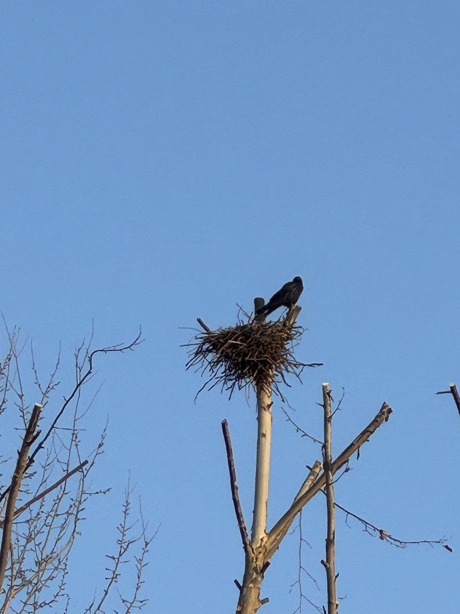 Cuervo Picudo (grupo macrorhynchos) - ML646952129