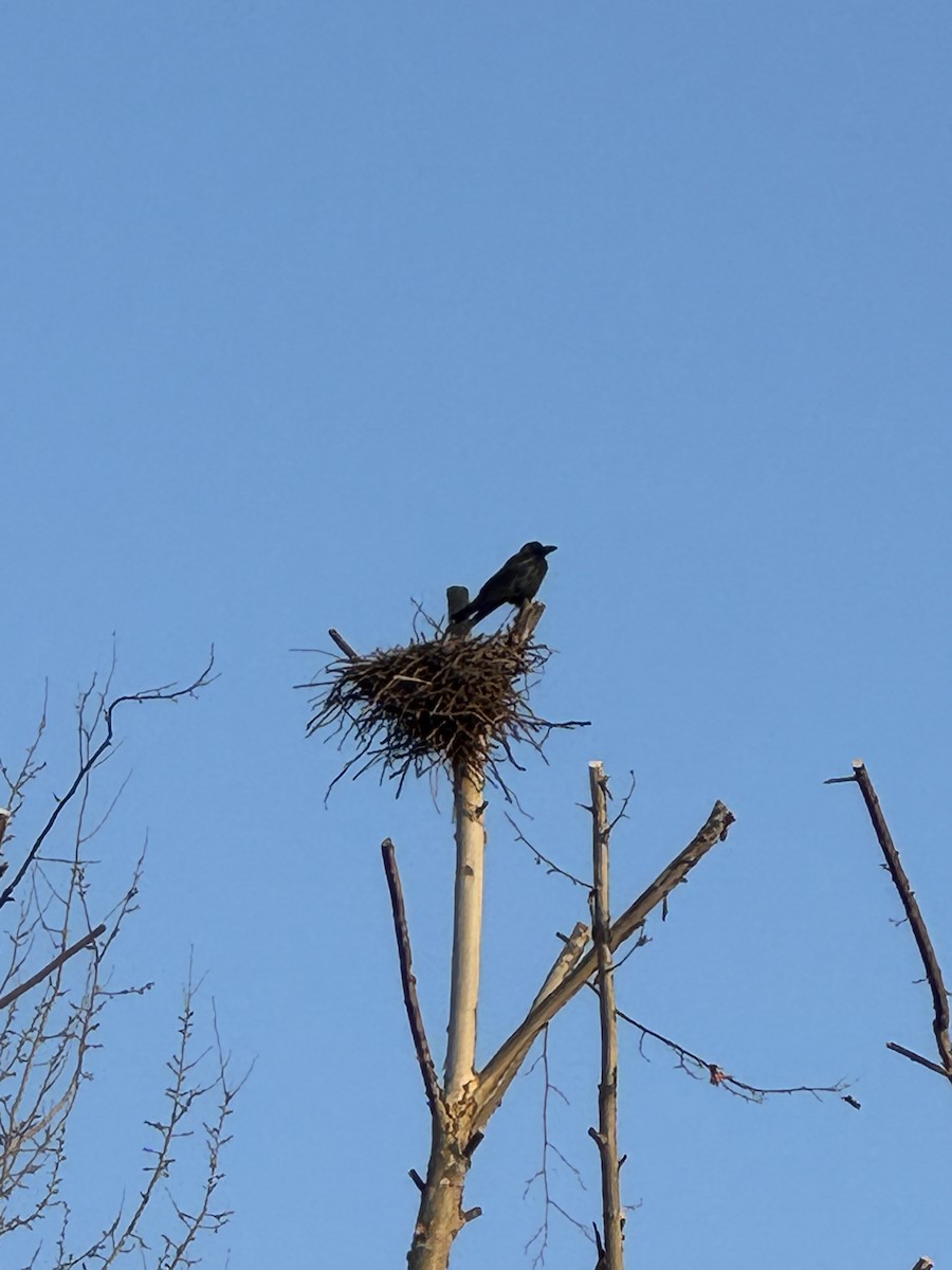 Cuervo Picudo (grupo macrorhynchos) - ML646952130