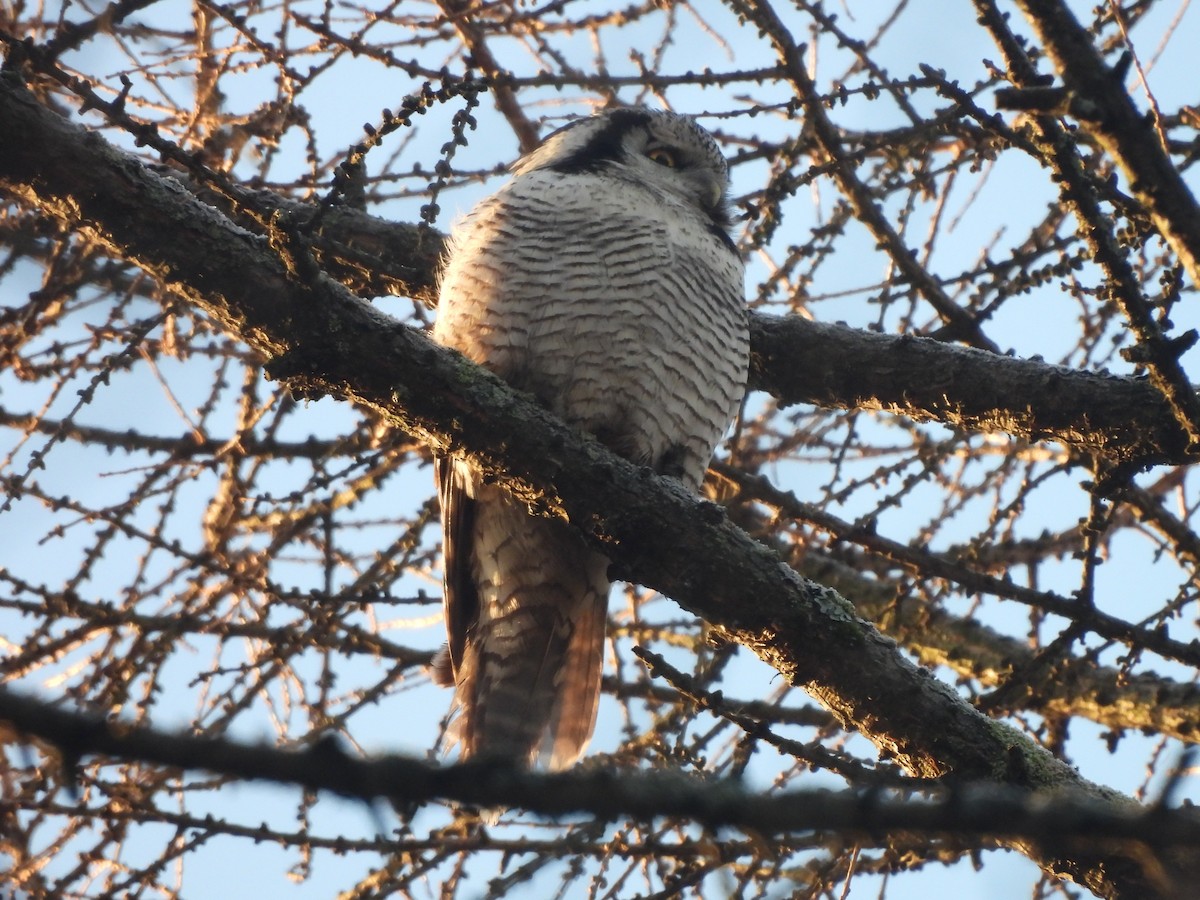 Сова яструбина - ML646952134