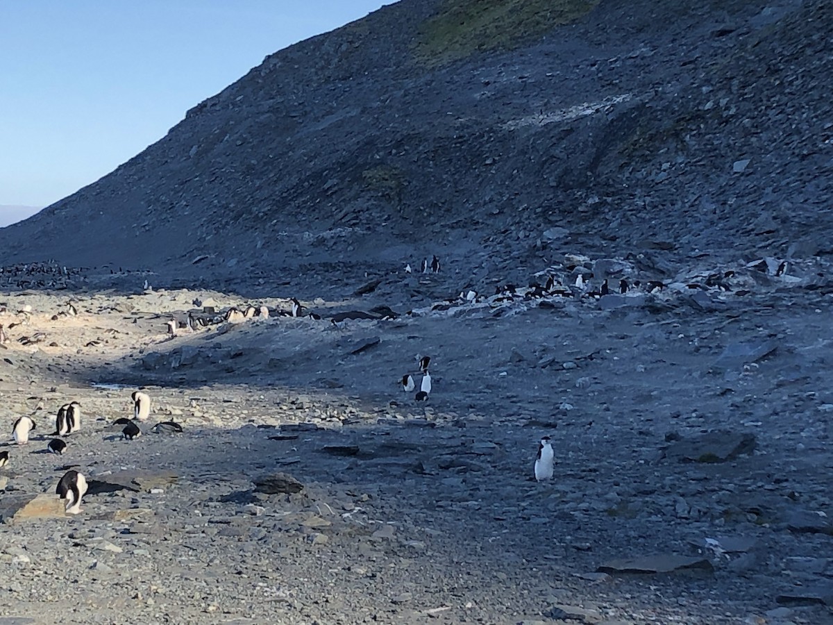 King Penguin - ML646952135