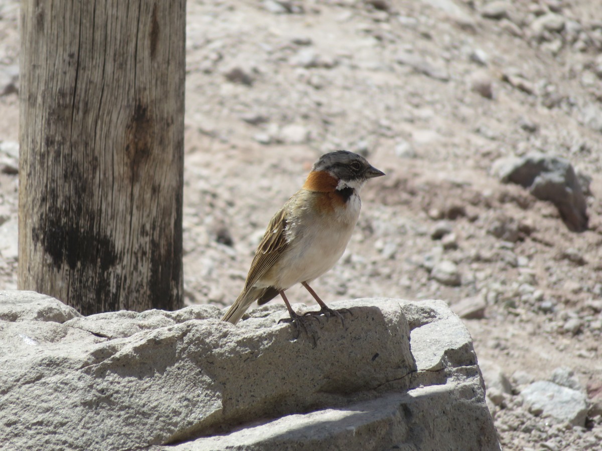Rufous-collared Sparrow - ML646952136