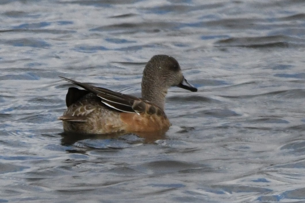 Amerika Fiyusu - ML646952137