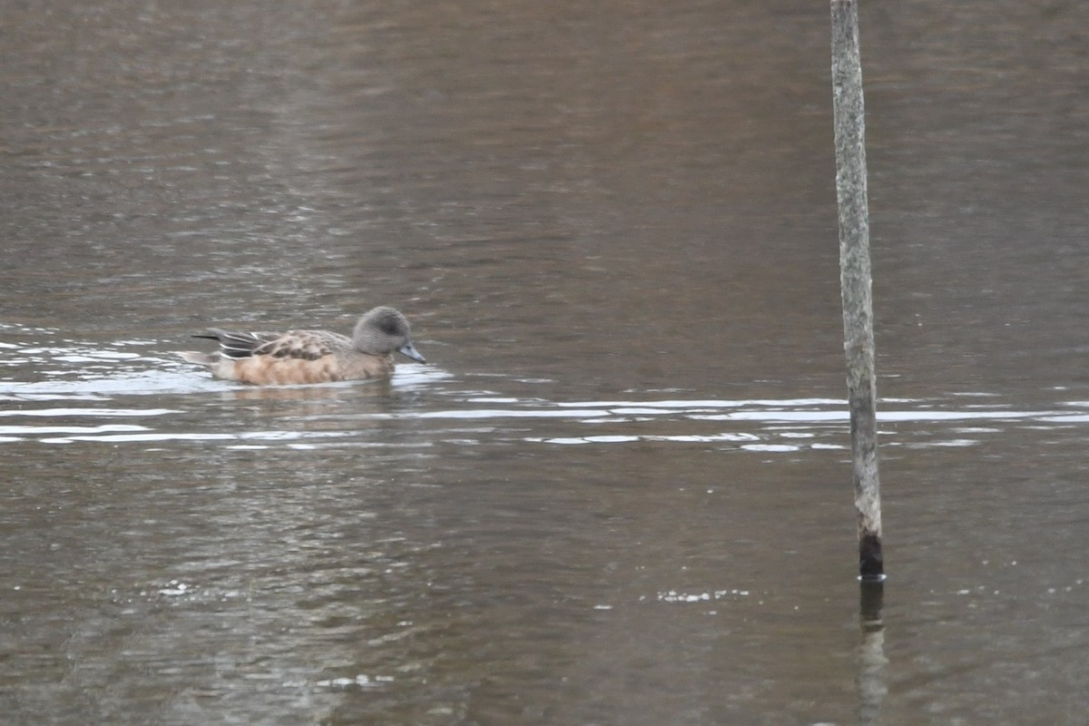 Amerika Fiyusu - ML646952138