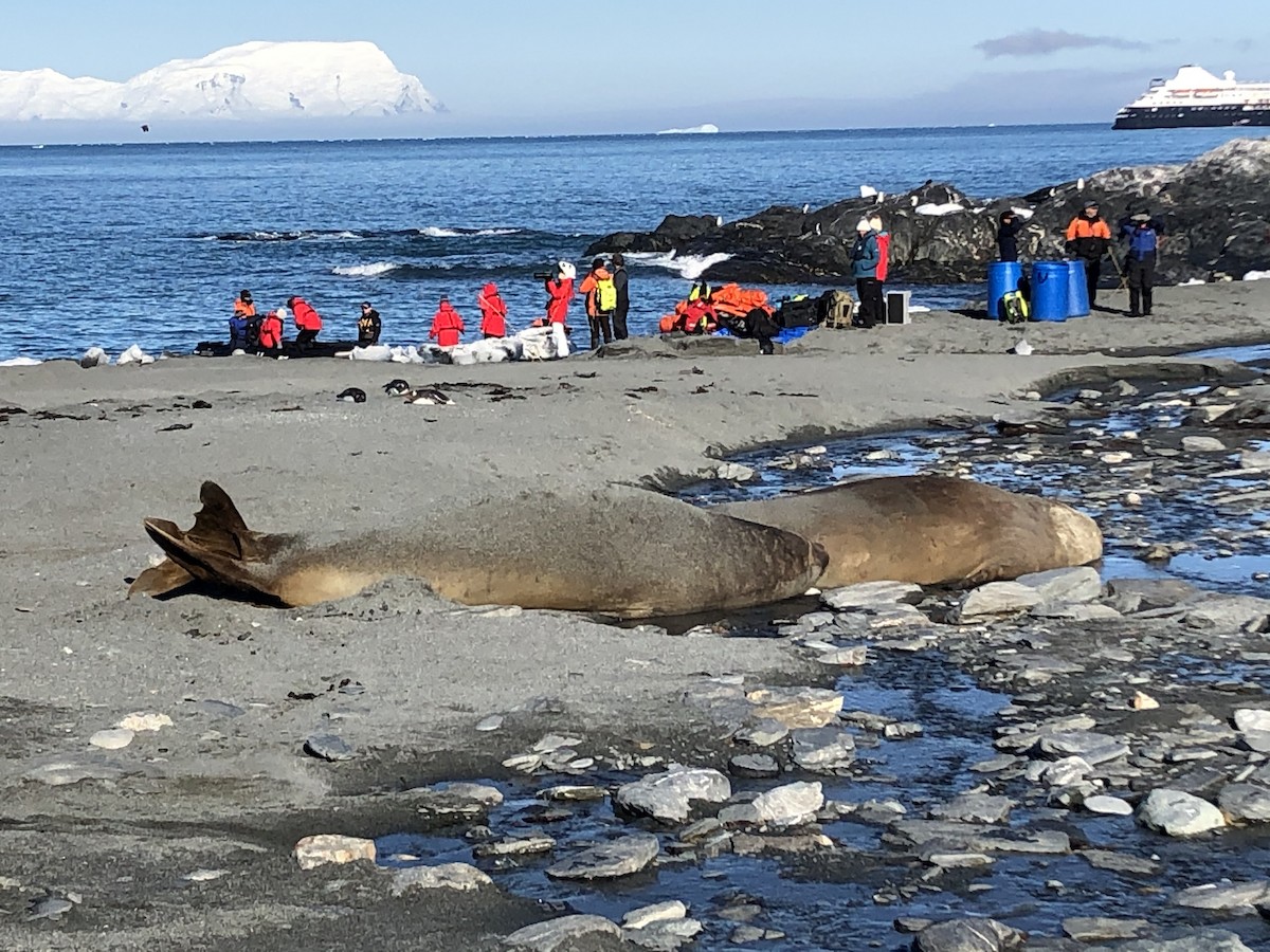 Gentoo Penguin - ML646952142