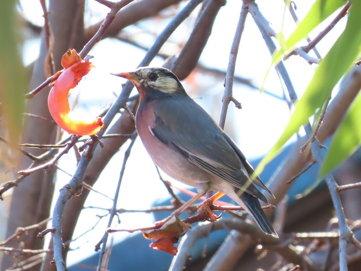 灰椋鳥 - ML646952145