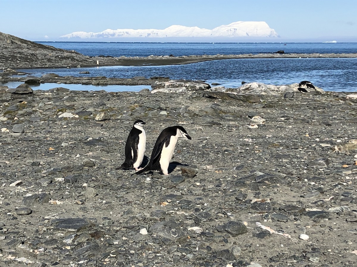 Chinstrap Penguin - ML646952147