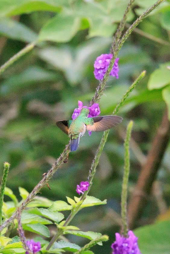 Stripe-tailed Hummingbird - ML646952148