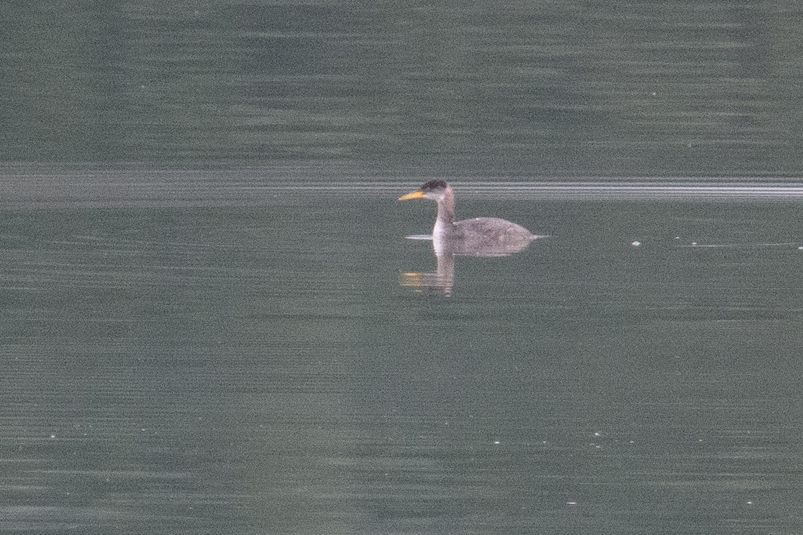 Murgil lepagorria - ML646952151