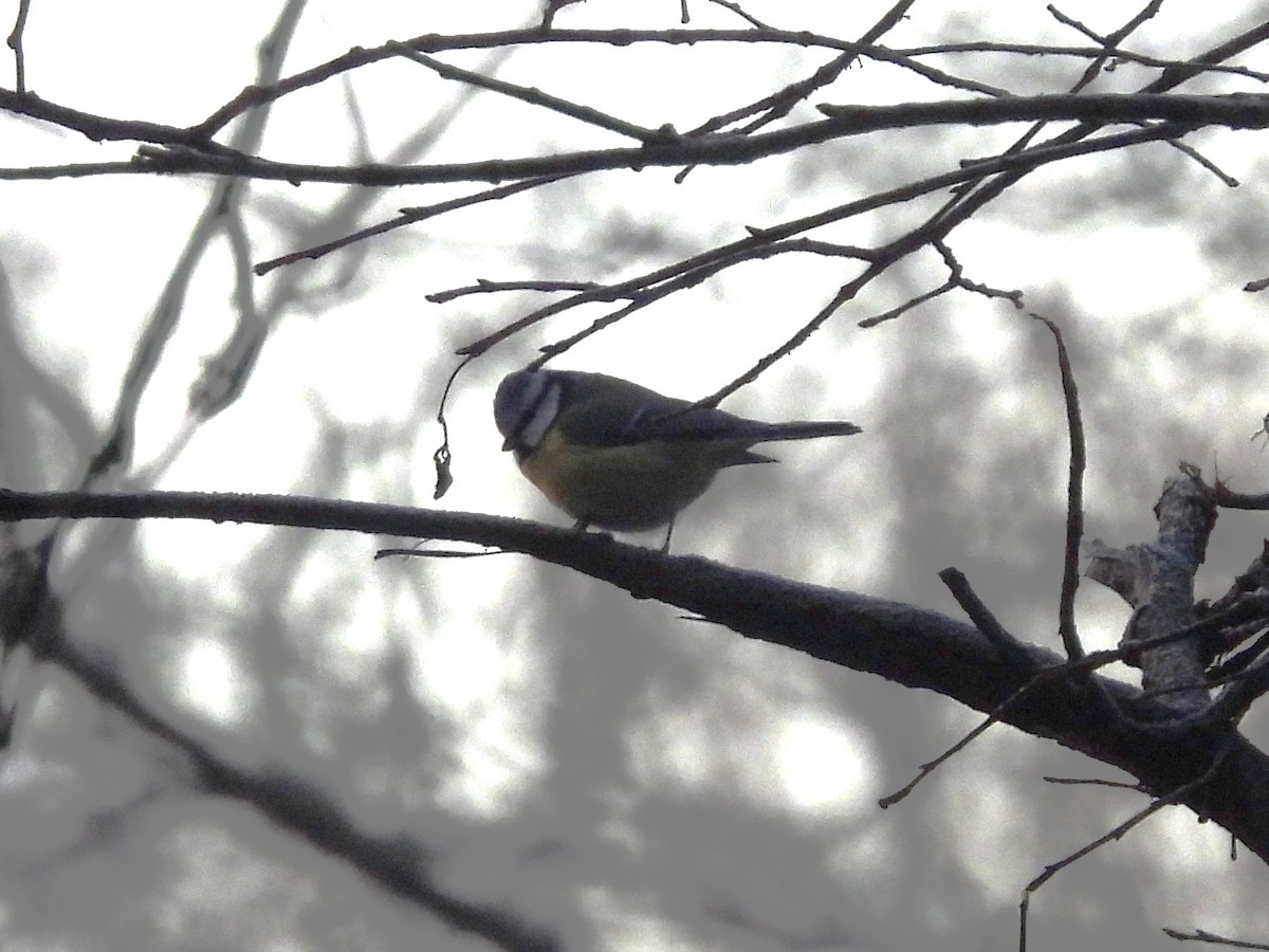 Eurasian Blue Tit - ML646952152