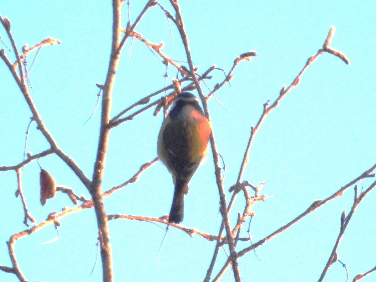 Eurasian Blue Tit - ML646952153