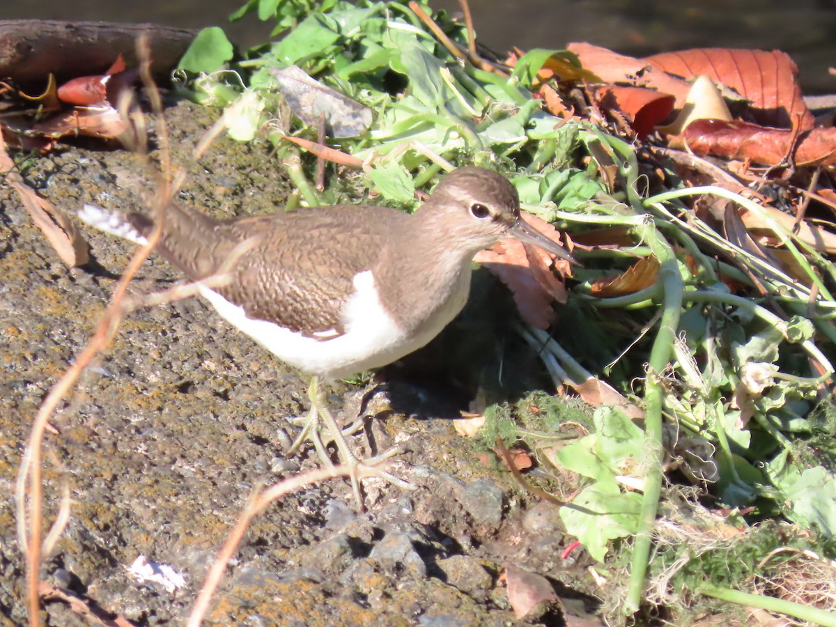 磯鷸 - ML646952155