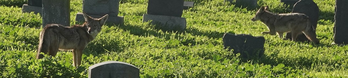 Coyote - ML646952156