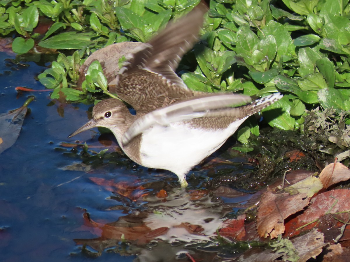 磯鷸 - ML646952157