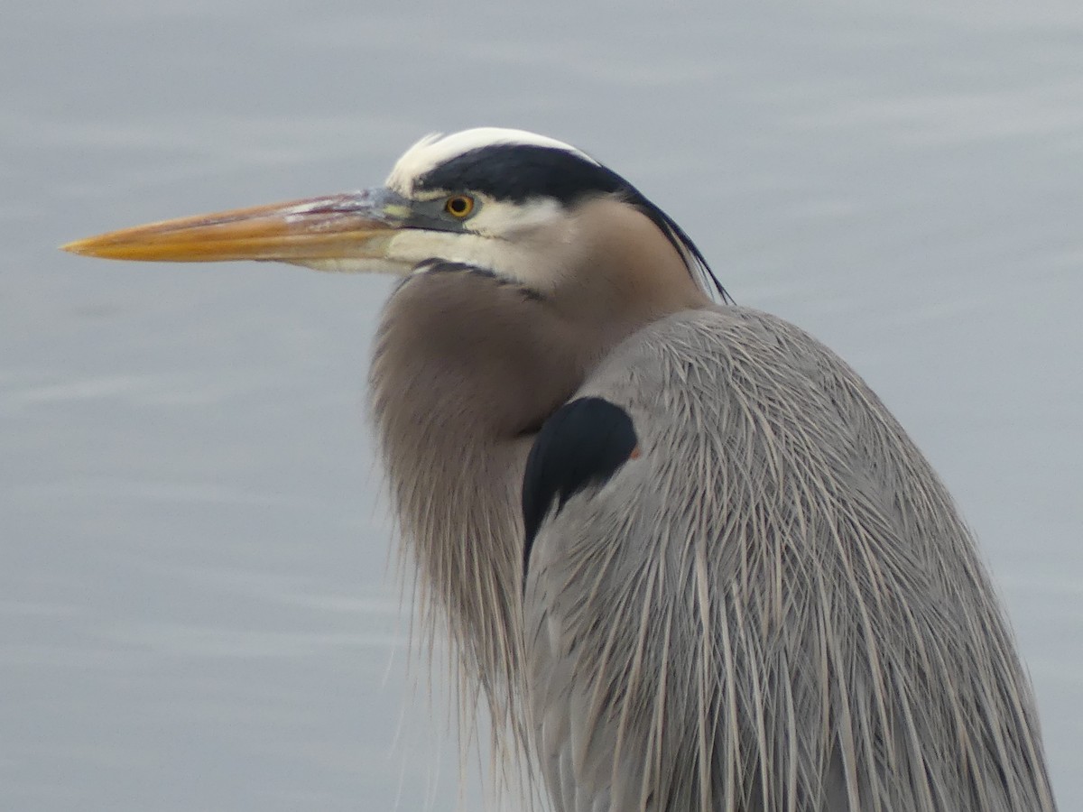 Great Blue Heron - ML646952158