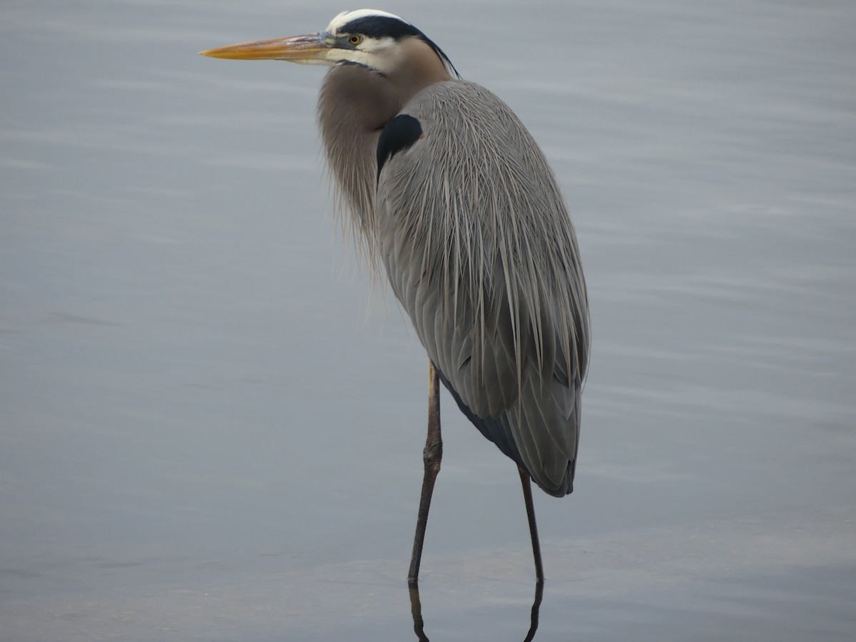Great Blue Heron - ML646952159
