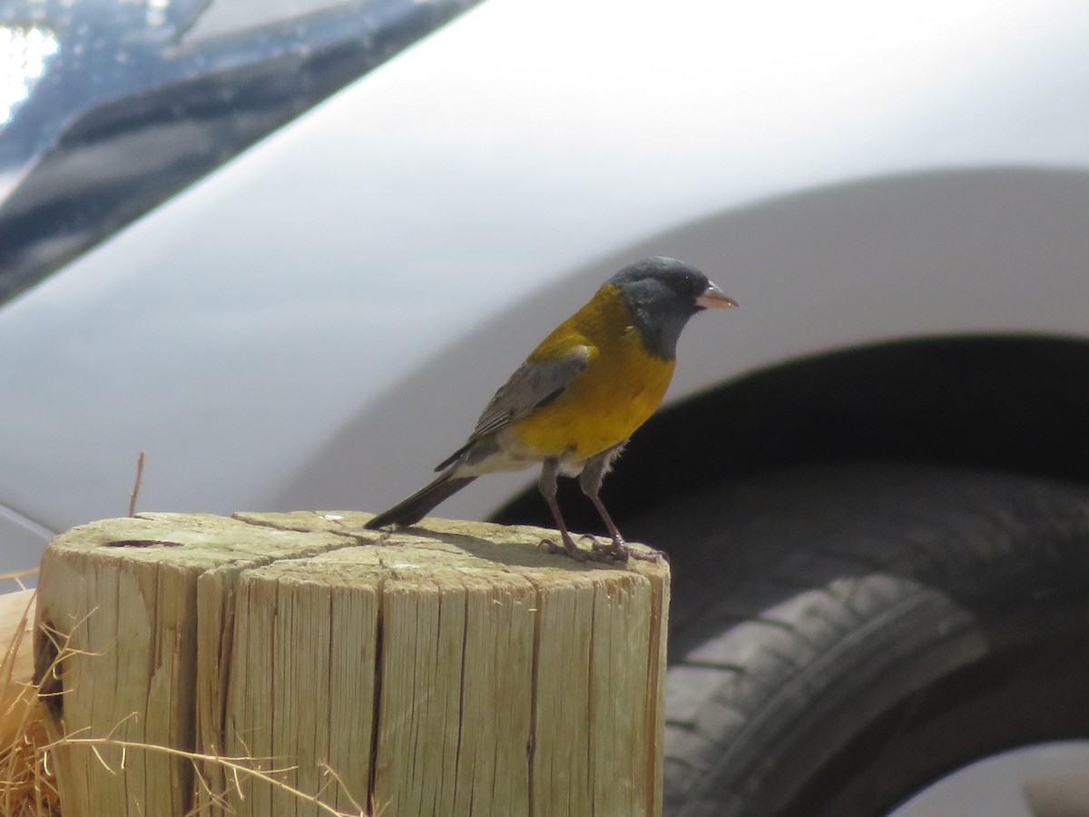 Gray-hooded Sierra Finch - ML646952160