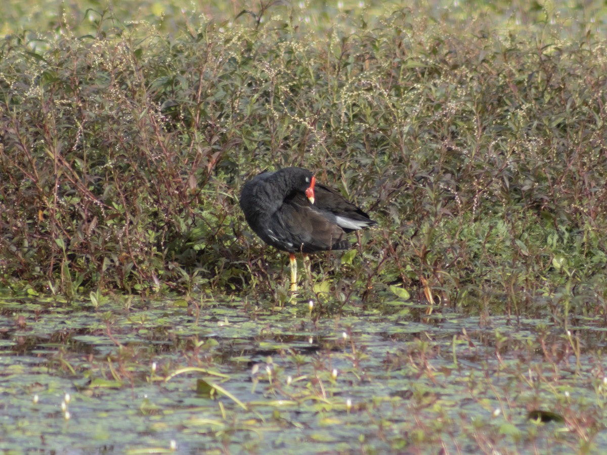 slípka americká - ML646952165