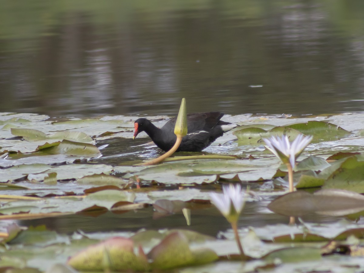 slípka americká - ML646952166