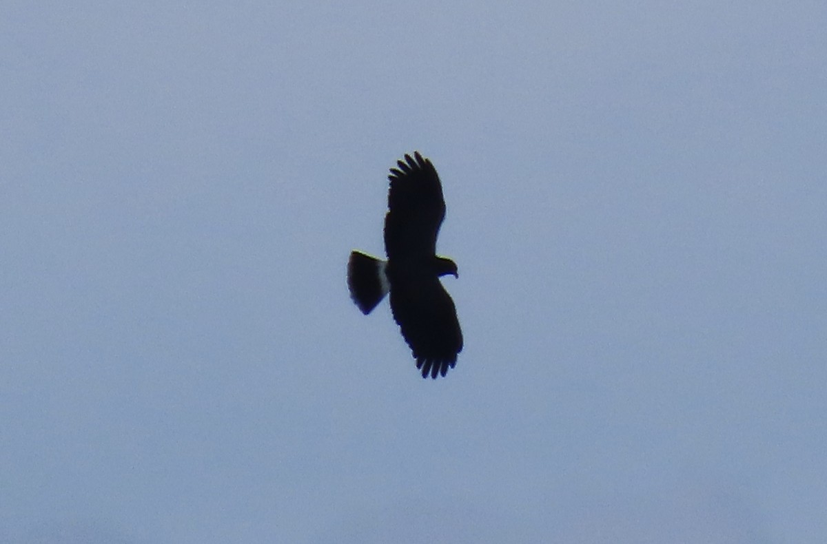 Snail Kite - ML646952174