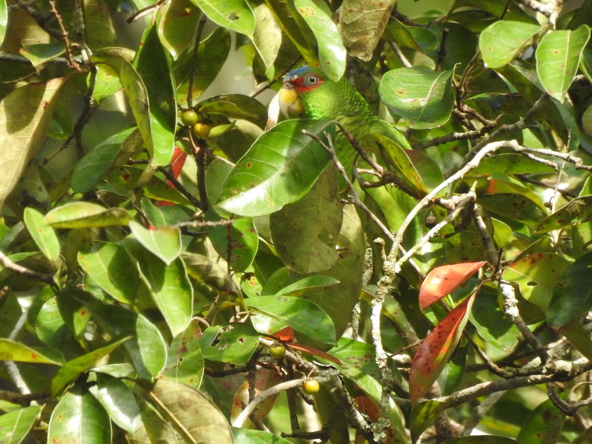 White-fronted Amazon - ML646952176
