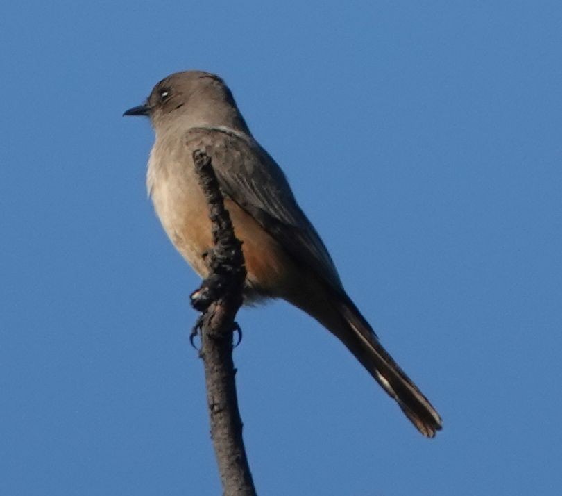 Say's Phoebe - ML646952177